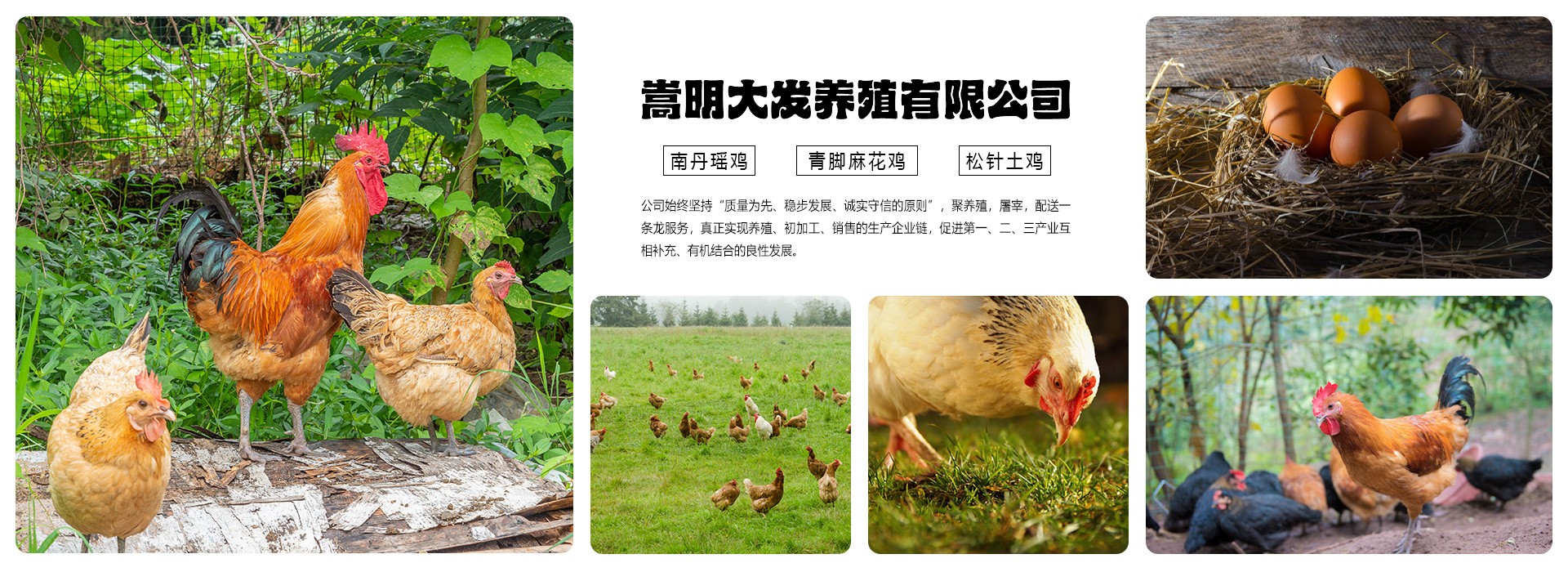 嵩明大发养殖有限公司